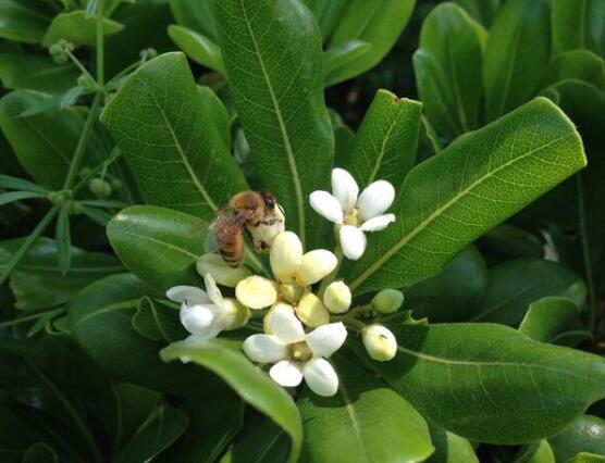 大葉萬年青有毒嗎，誤食會導(dǎo)致聲帶嘶啞、失明