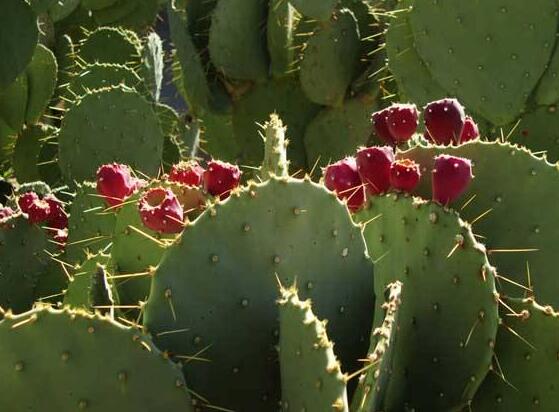 仙人掌的果實(shí)能吃嗎，食用可清熱解毒、養(yǎng)顏?zhàn)o(hù)膚