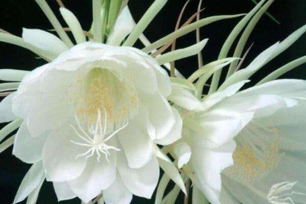 曇花不開花怎么辦