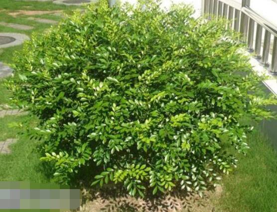 九里香盆景樹樁怎樣變粗，營養(yǎng)豐富、勤修剪，施足肥