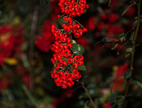 紅豆杉能在室內(nèi)養(yǎng)嗎，美化家居環(huán)境、凈化空氣