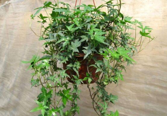 常春藤和常青藤一樣嗎，教你三種區(qū)別方法(形態(tài)/生長(zhǎng)環(huán)境/作用)