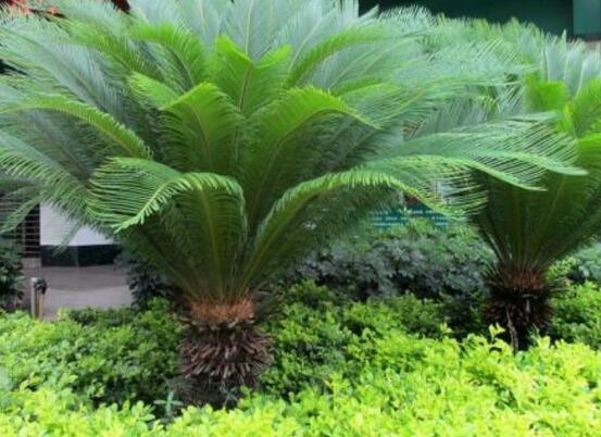 鐵樹開花的征兆，預(yù)示生活美滿、大吉大利