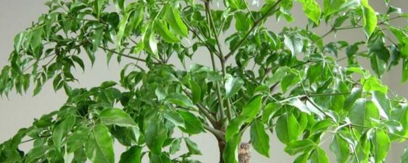 幸福樹葉子越長(zhǎng)越小