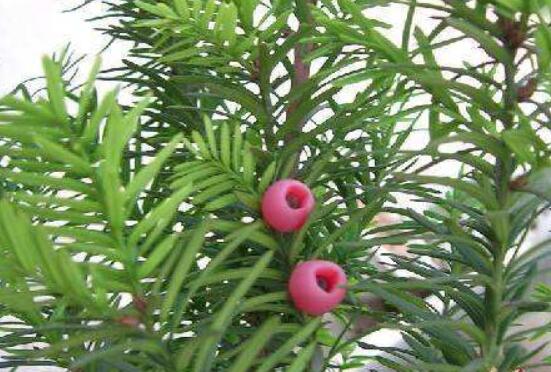 紅豆杉怎么養(yǎng)長(zhǎng)得快，教你六種養(yǎng)殖方法生長(zhǎng)枝繁葉茂