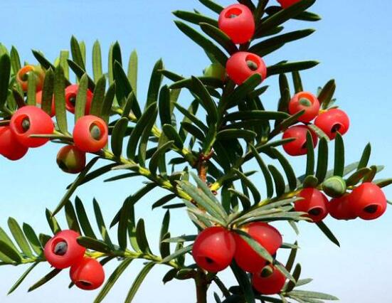 紅豆杉用什么土栽培好，疏松透氣、保水保肥