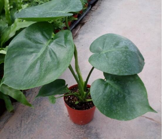 龜背竹用深盆還是淺盆，透氣性強深盆為主(陶盆/紫砂盆/泥瓦盆)