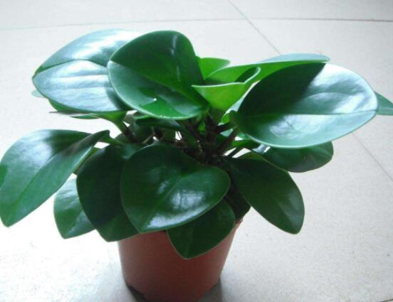 碧玉怎么養(yǎng)才能瘋長，做好這六點(diǎn)可生長得盆盆爆滿