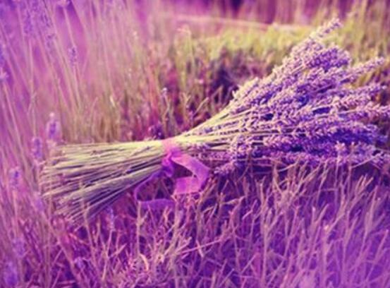 薰衣草有什么功效，舒緩修護(hù)、改善心肌、安撫神經(jīng)
