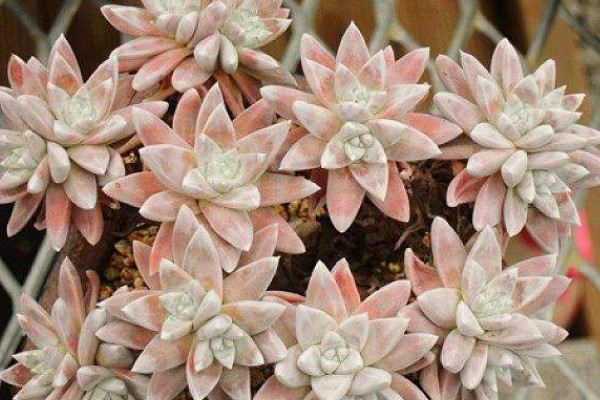 怎樣促進(jìn)白菊分頭