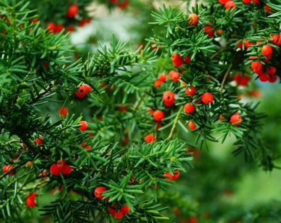 紅豆杉用什么土栽培好，疏松透氣、保水保肥