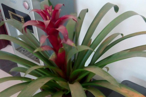 鴻運當(dāng)頭和紅掌哪種旺財