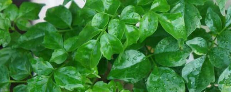 幸福樹冬季的養(yǎng)殖方法和注意事項