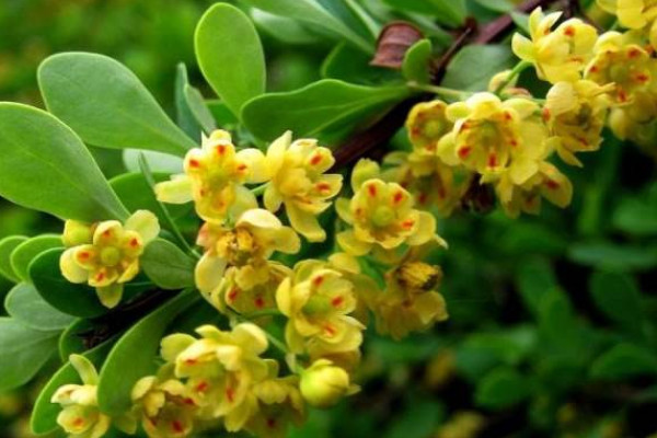 小檗果實(shí)能吃嗎