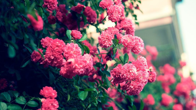 薔薇家庭養(yǎng)法