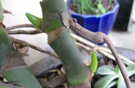 龜背竹的扦插方法，以10厘米枝條為主/注意保留氣生根