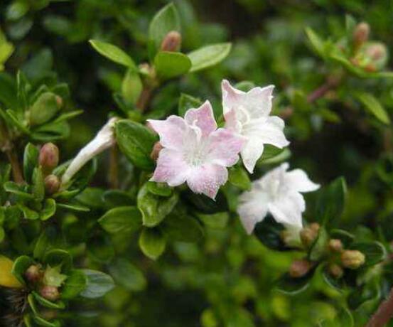 六月雪如何養(yǎng)，老農(nóng)總結(jié)最實用六大基本養(yǎng)殖方法