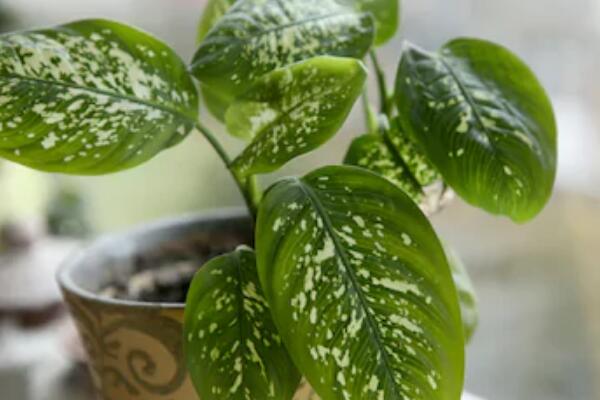 萬年青的養(yǎng)殖方法和注意事項：土壤適宜/溫度適中/切勿暴曬/合理澆水