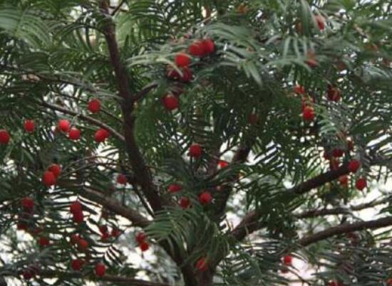 紅豆杉泡水喝的功效，防癌抗癌、增強(qiáng)免疫力、消炎抑菌