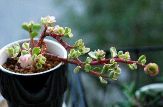 雅樂之舞怎么扦插，春季最佳/剪取生長健壯枝條