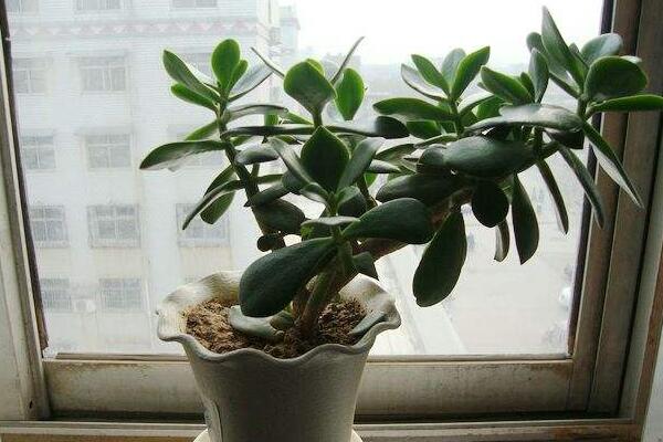 玉樹扦插生根最快方法(枝條扦插：生根快、成活率高)