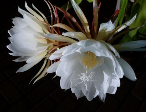 曇花的病蟲害及其防治，詳解四種病蟲害防治大全