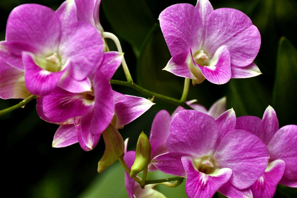 蝴蝶蘭怎么澆水多長時(shí)間一澆