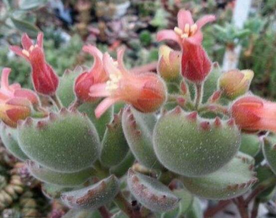 熊童子開(kāi)花會(huì)死嗎，不會(huì)/適當(dāng)遮陰、及時(shí)降溫