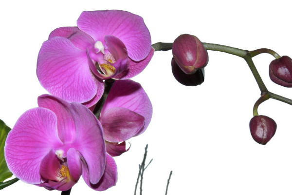 蝴蝶蘭養(yǎng)多久才能開(kāi)花