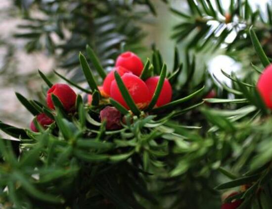 紅豆杉雌雄株怎樣分辨，教你最直觀簡單三種分辨方法