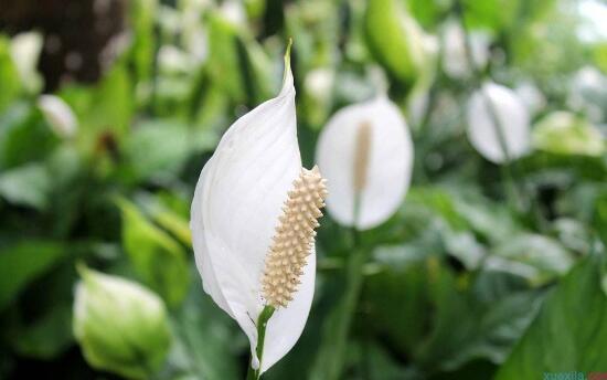 一帆風順花語是什么，一帆風順開花的寓意