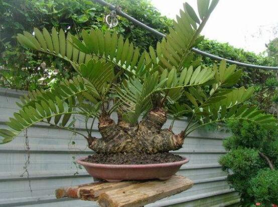 鐵樹有幾種，細數(shù)最好看的六大品種