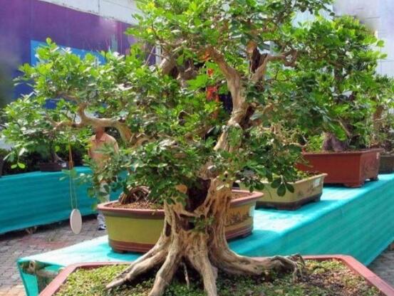 九里香剪枝后多久開(kāi)花，春季修剪最佳/百天后花開(kāi)爆盆