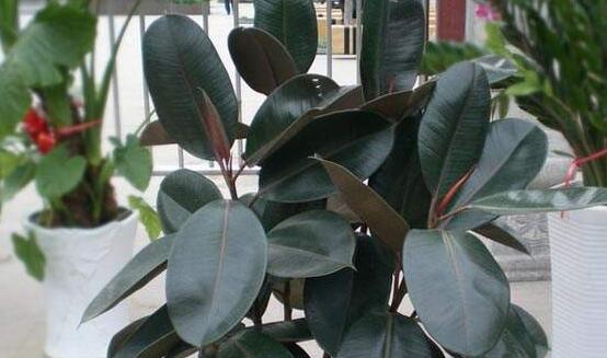 橡皮樹的擺放位置，教你四個擺放好地方(客廳/大廳/書房/辦公室)