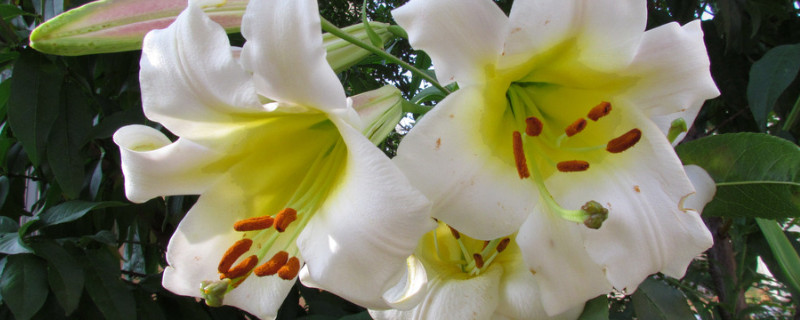 百合花可以反復(fù)開(kāi)花嗎