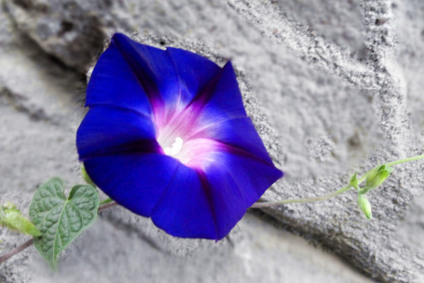 牽?；ǚN子是否需要春化