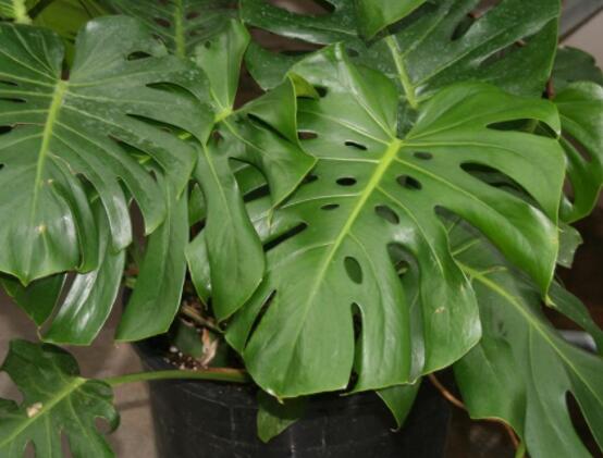 家里養(yǎng)龜背竹好嗎，吸收甲醛、凈化空氣、招財(cái)增壽