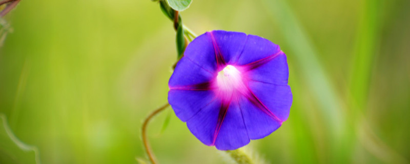 牽?；ㄖl太長怎么修剪