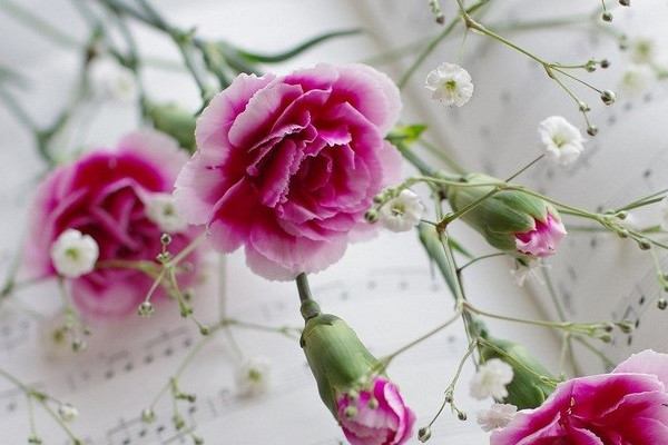 康乃馨冬天怎么過(guò)冬