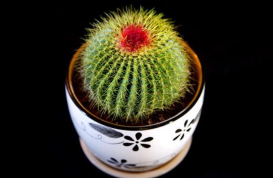 小仙人球澆水多少毫升，澆水的量一般以100-200毫升為準(zhǔn)