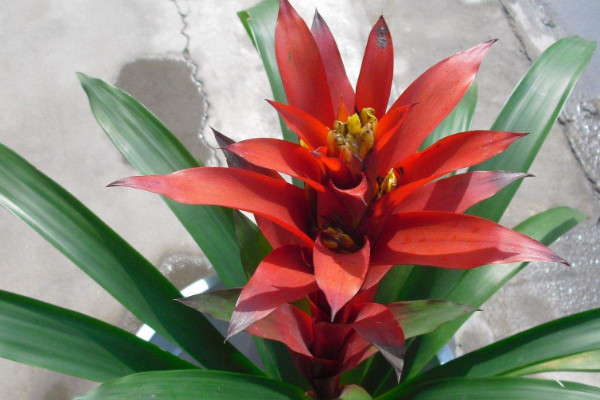 鴻運當(dāng)頭和紅掌哪種旺財