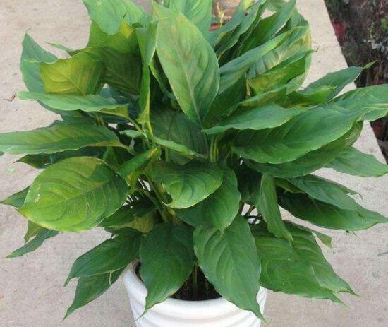 萬年青怎么繁殖，萬年青扦插方法圖解