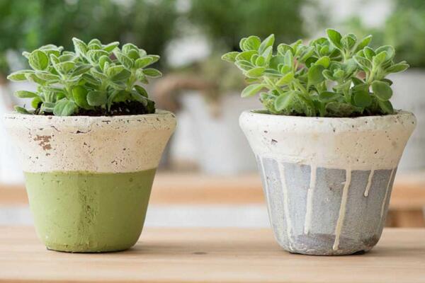 碰碰香幾月份可以扦插，扦插最佳時間在5-10月