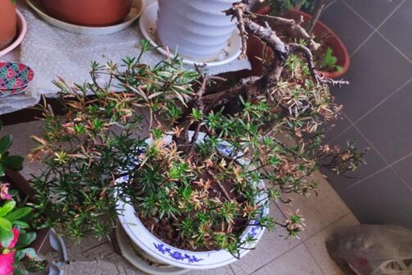 怎樣搶救干枯的羅漢松，分析問(wèn)題的原因并及時(shí)補(bǔ)救