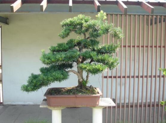 羅漢松盆景施肥，做好以有機(jī)液肥、稀薄的餅肥水為主