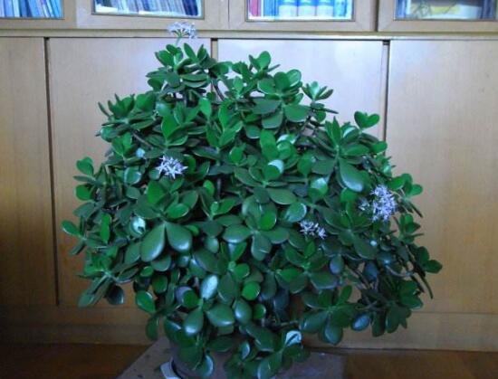 玉樹葉子發(fā)軟怎么辦，三種原因以及解決辦法