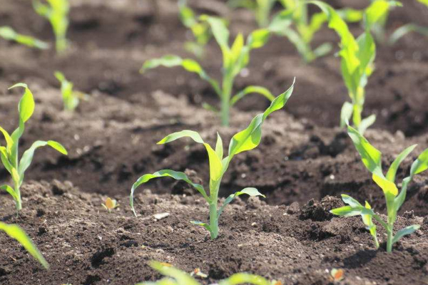 玉米苗發(fā)黃不長(zhǎng)怎么回事