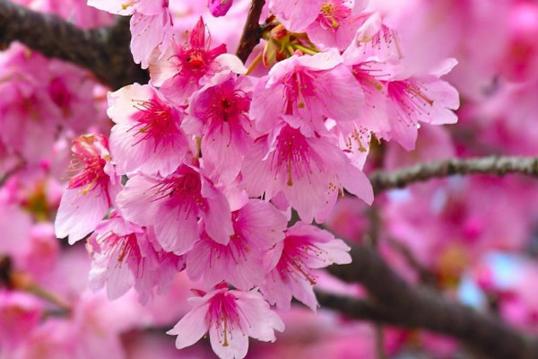 櫻花樹(shù)怎樣培育幼苗