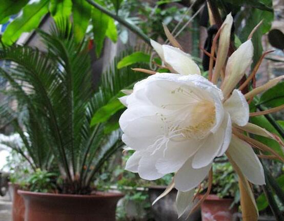 曇花的繁殖方法，盤點最常見的三種繁殖方法(扦插/播種/嫁接)