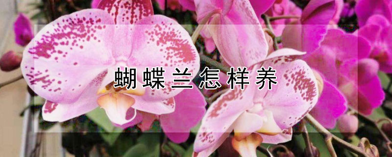 蝴蝶蘭怎樣養(yǎng)
